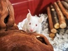 Rapónchigo, ratón en adopción en La Madriguera