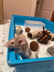 Stuart ratón en adopción 