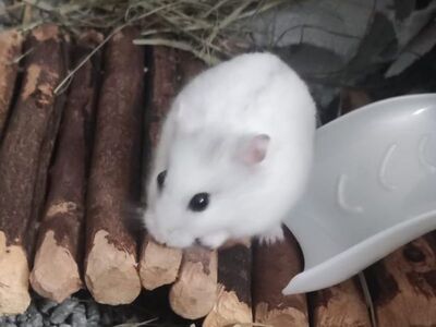 Do hamster ruso en adopción