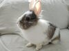 Mayra conejo en adopción
