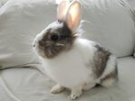 Mayra conejo en adopción
