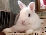Pixel conejo en adopción