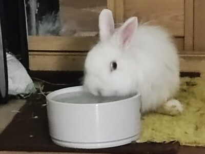 Pixel conejo en adopción	