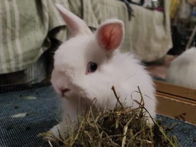 Pixel conejo en adopción	
