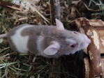 Stuart ratón en adopción