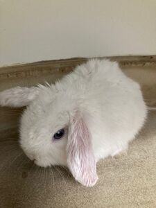 Rassel conejo en adopción 