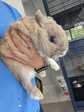 Chupete conejo en adopción 