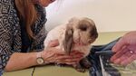 School conejo en adopción 