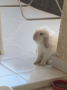 Chuy conejo en adopción 