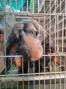 Jalapeño conejo en adopción 