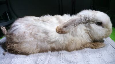 Guacamole conejo en adopción 