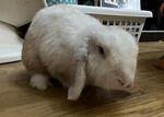 Guacamole conejo en adopción 