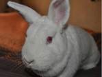nikita conejo en adopcion