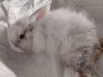 Patitas conejo en adopción 