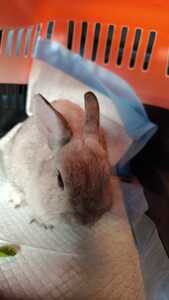 Sugar Cune conejo en adopción 