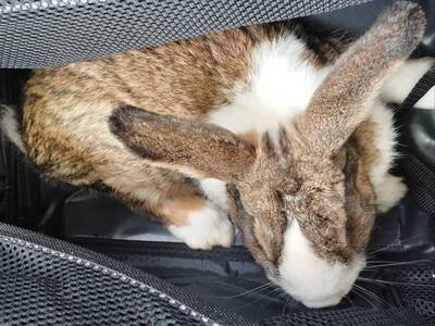 Totopo, conejo en adopción en La Madriguera