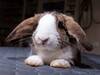 Totopo, conejo en adopción en La Madriguera	