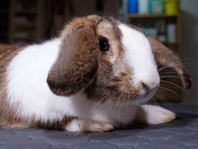 Totopo, conejo en adopción en La Madriguera	