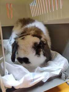 Ambrosio conejo en adopción