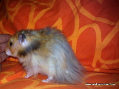 Hamster Adopcion Bit