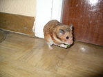 adoptar hamster juan