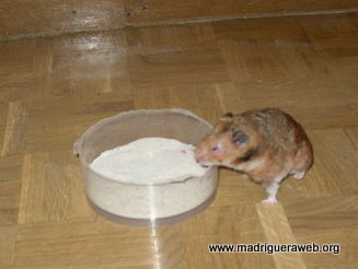 Adopta hamster luis