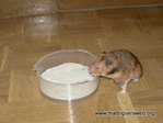 Adopta hamster luis