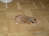 Adoptar hamster luis