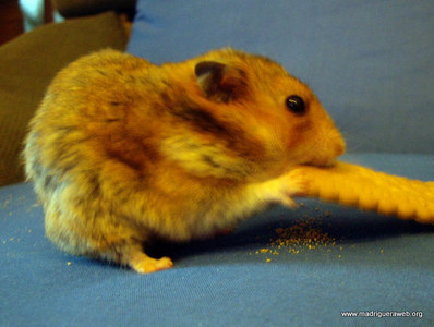 Adoptar hamster Bellota