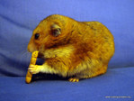 Adoptar hamster Chufa