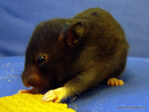 Adoptar hamster Mafir