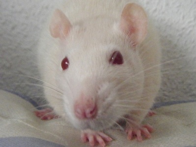 adopcion rata Desiree