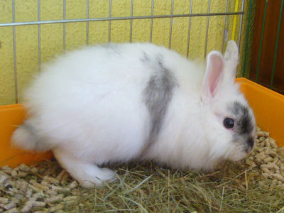 altea conejo en adopción