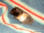 hamster adopcion Irlanda