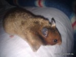hamster adopcion