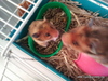 hamster adopcion hook 