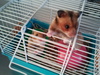 hamster adopcion hook