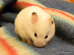 Hamster adopcion Turron