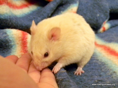 Hamster adopcion Mazapan