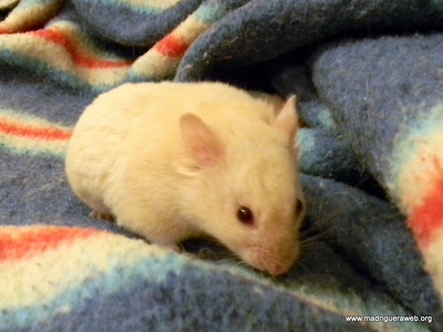 Hamster adopcion Mazapan