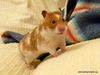 Hamster adopcion Mermelada