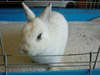 bobby conejo en adopción