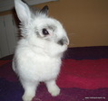Adopción conejo