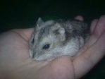 hamster adopción korn