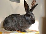 Marga conejo en adopción