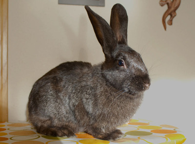 Marga conejo en adopción