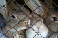 689714_caged_rabbits
