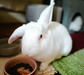 Gofre, conejo en adopción en La Madriguera