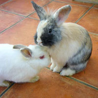 La Madriguera Información cuidados Comportamiento Conejos Sociabilización  de varios conejos - Adopción de conejos, roedores y otros animales.