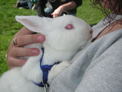 La Madriguera Información cuidados Salud y Enfermedades Vacunas. Proteger a nuestros conejos. - Adopción de conejos, otros animales.
